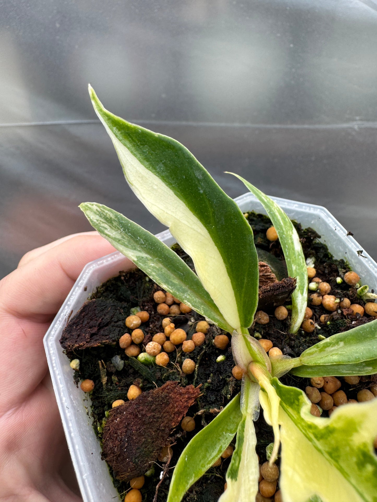 Philodendron tortum variegata