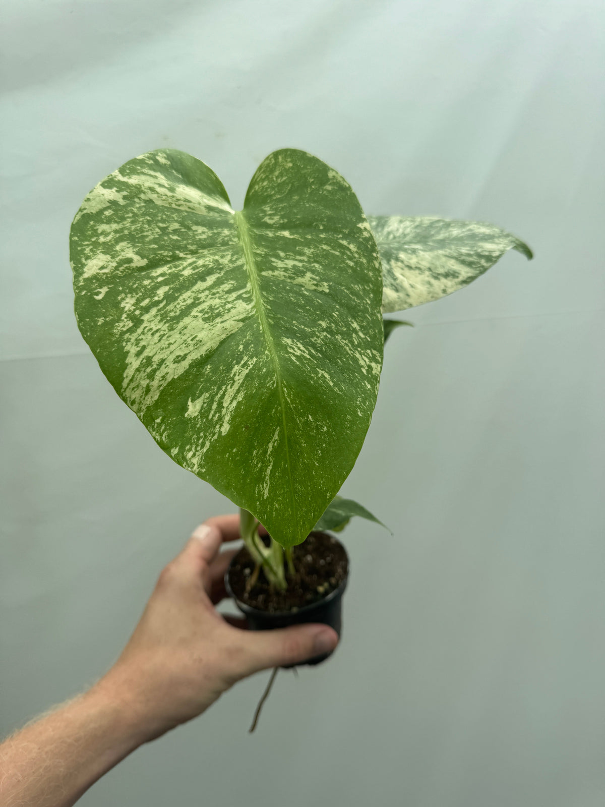 Close-up of Monstera deliciosa 'MINT' leaf showing unique mint and silvery white variegation, perfect for stylish indoor plant displays.