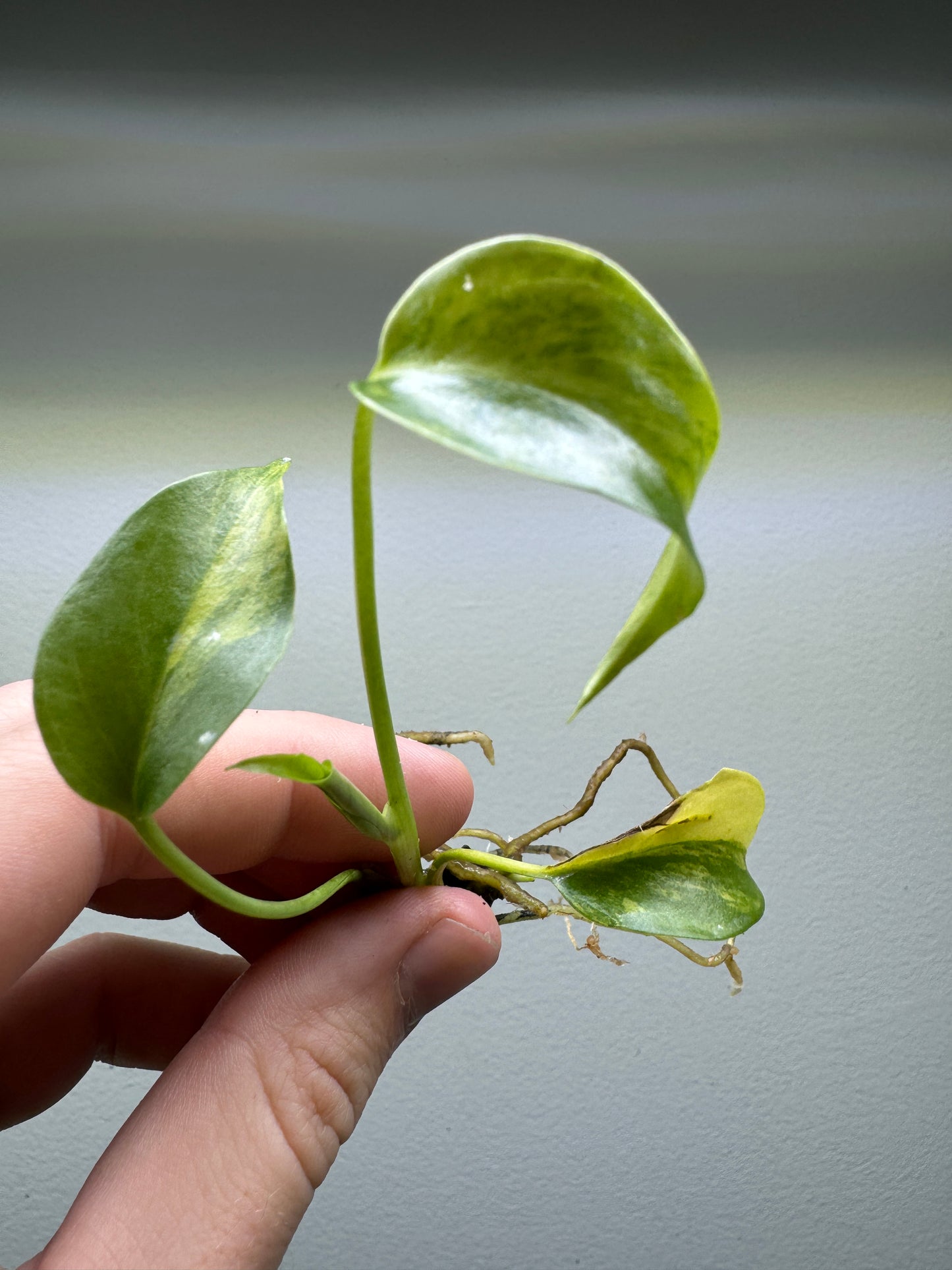 Monstera Aurea
