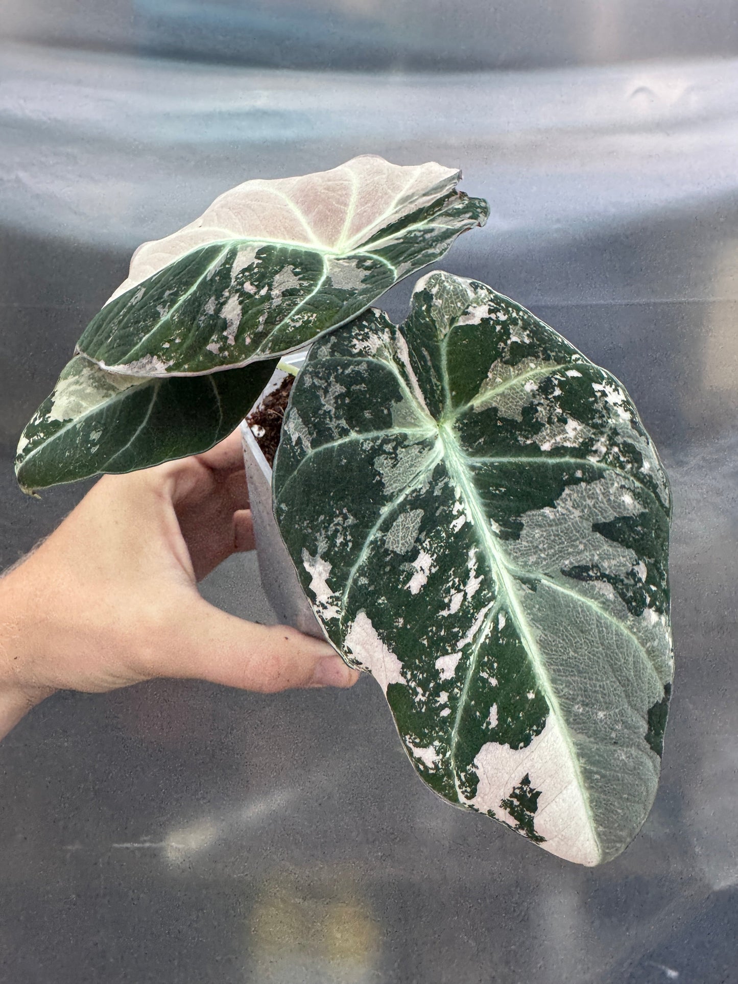 Alocasia reginula 'Black Velvet' Albo (PINK)