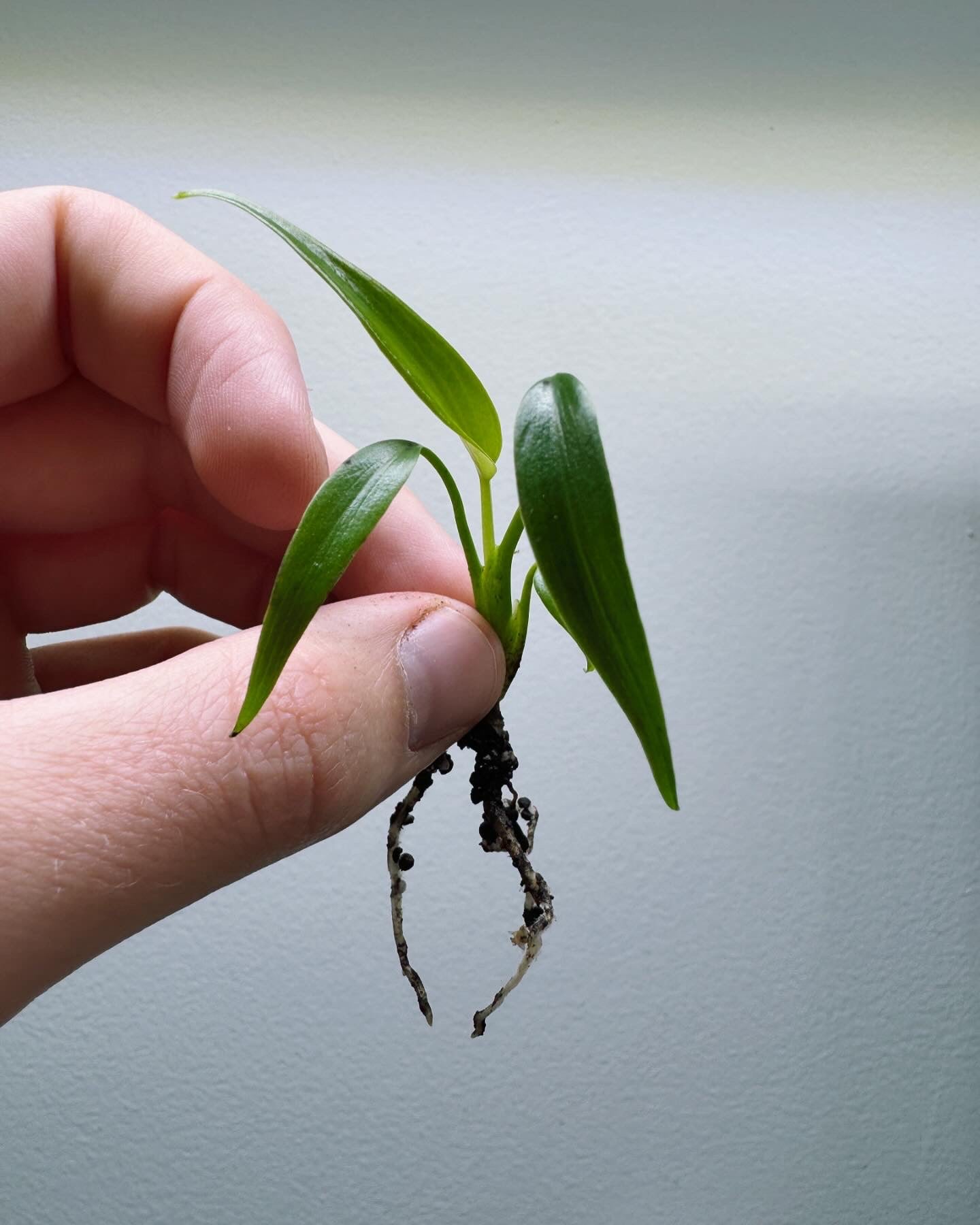 Monstera Burle Marx Flamme