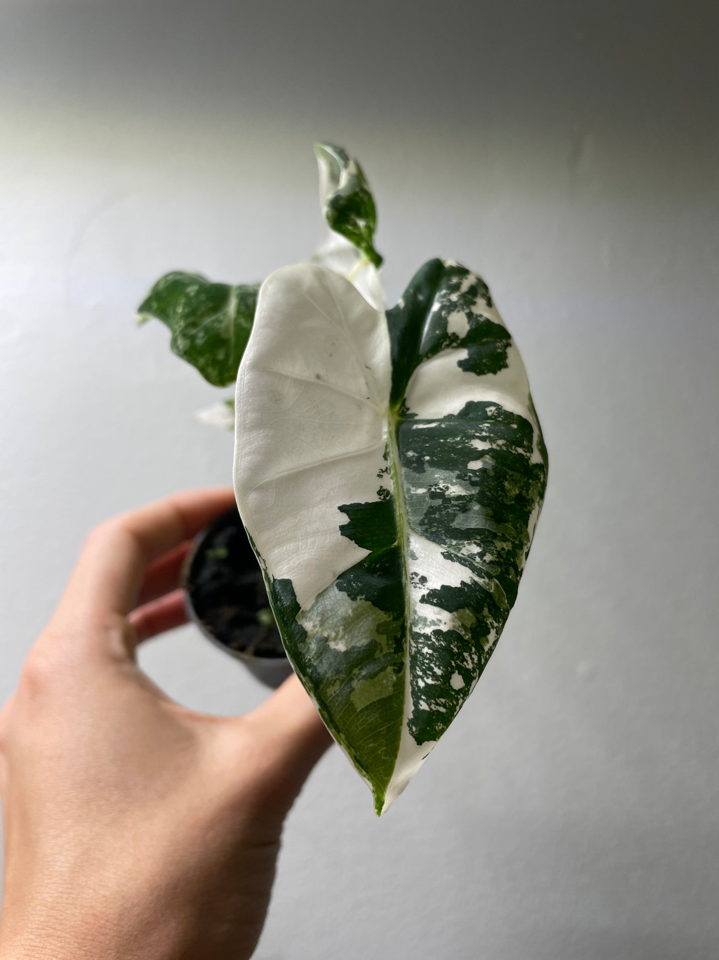 1x Unusual Mini Mystery Alocasia Subscription