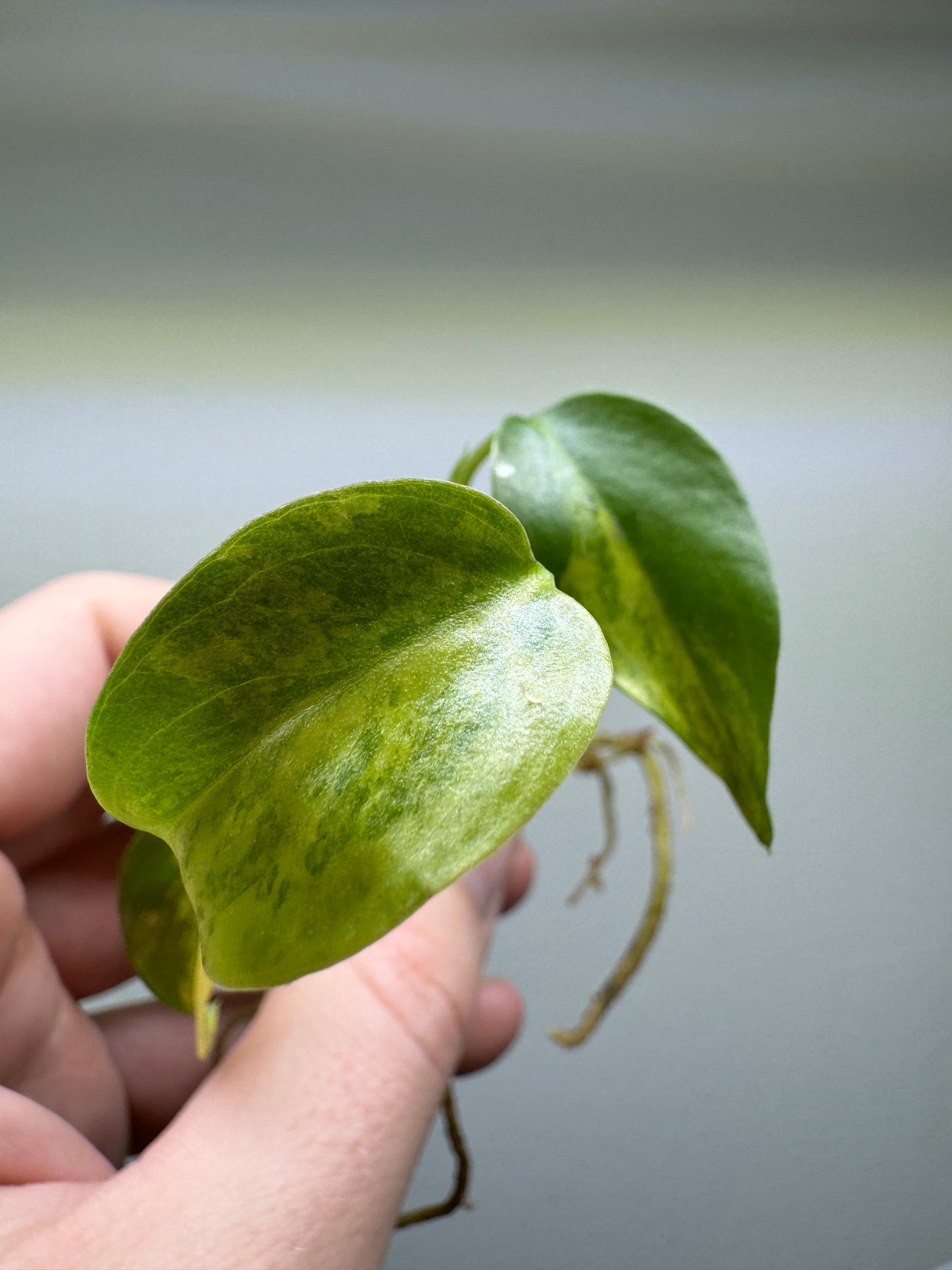 Monstera Aurea