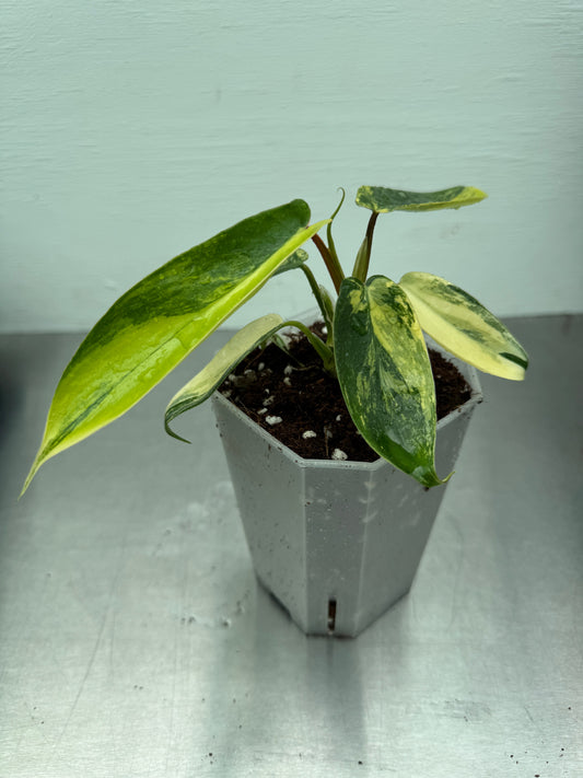 Philodendron Florida Beauty