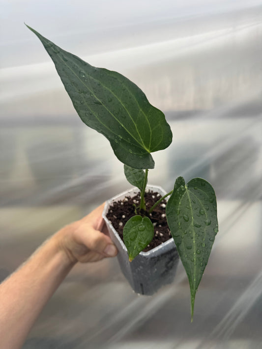 Anthurium 'DELTAFORCE'