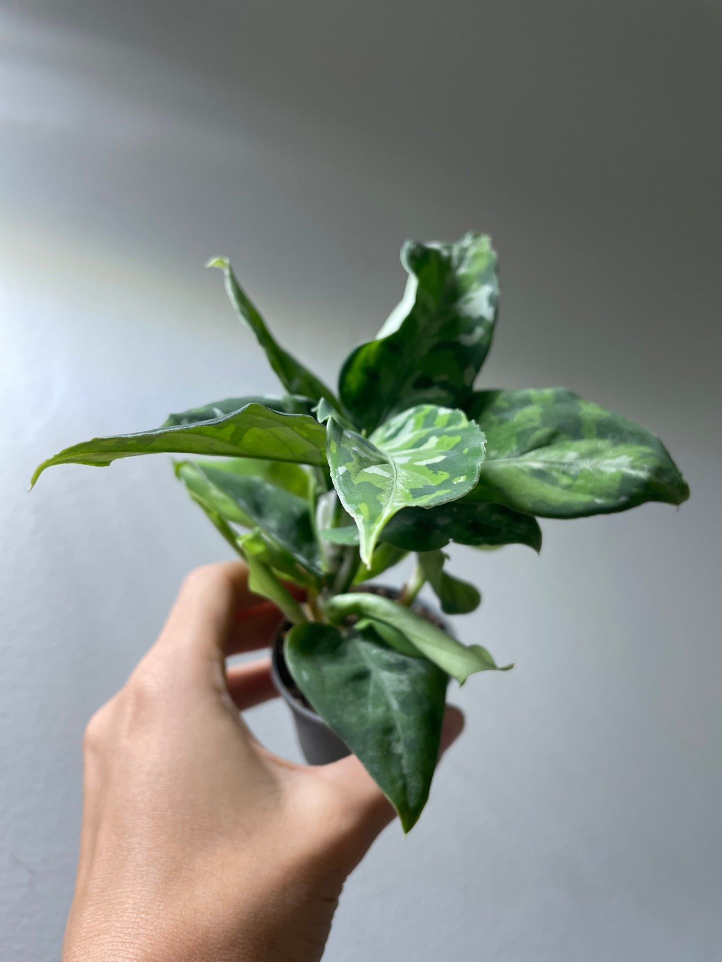 Aglaonema ’Pictum Tricolor’