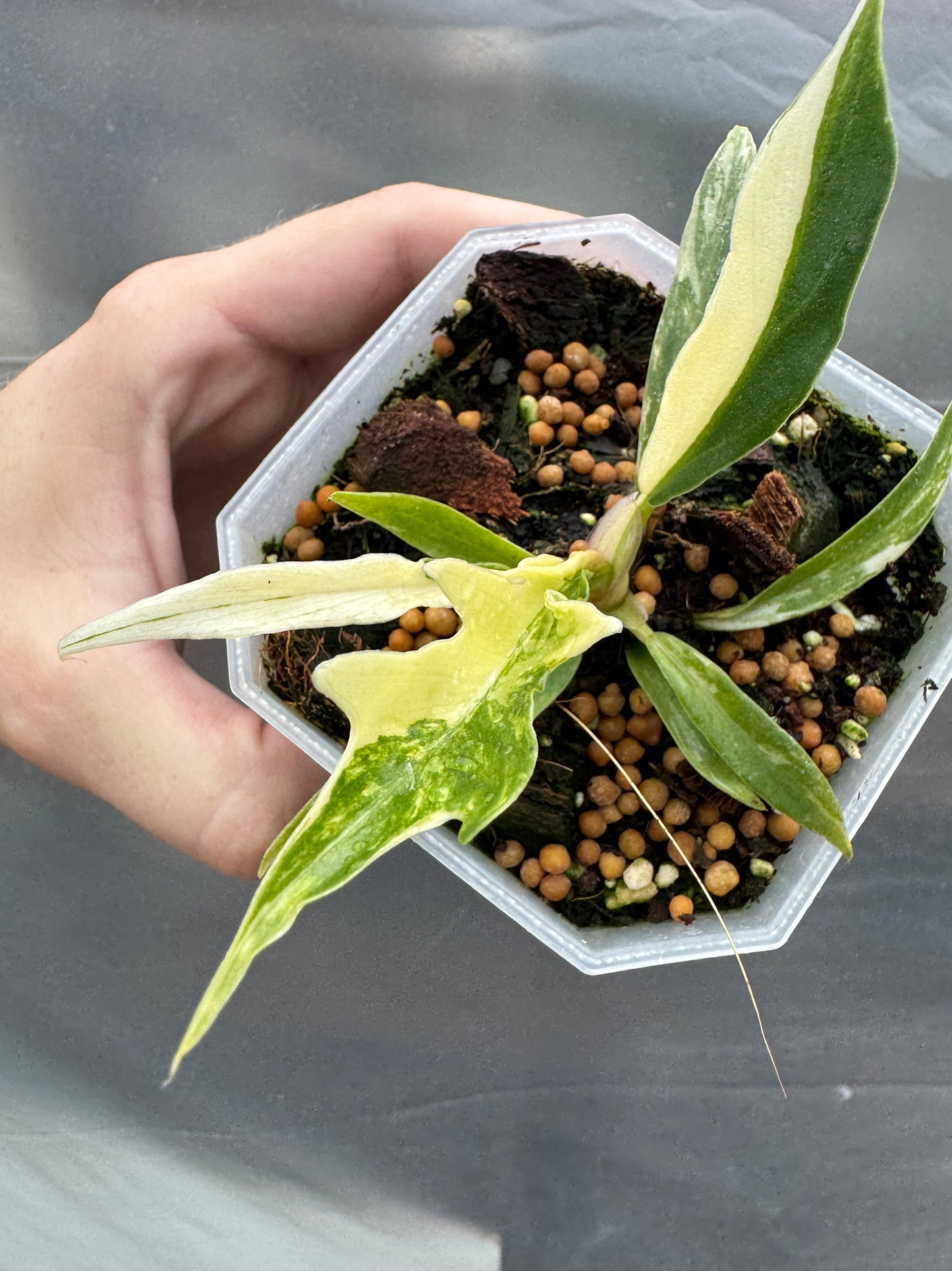 Philodendron tortum variegata