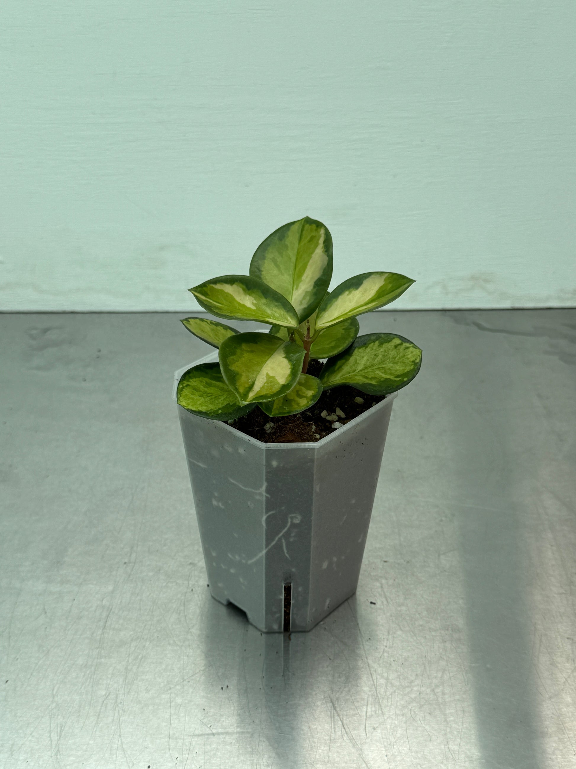 Hoya australis Tricolor potted houseplant with variegated green, white, and pink leaves in a gray plastic pot on a metal surface.