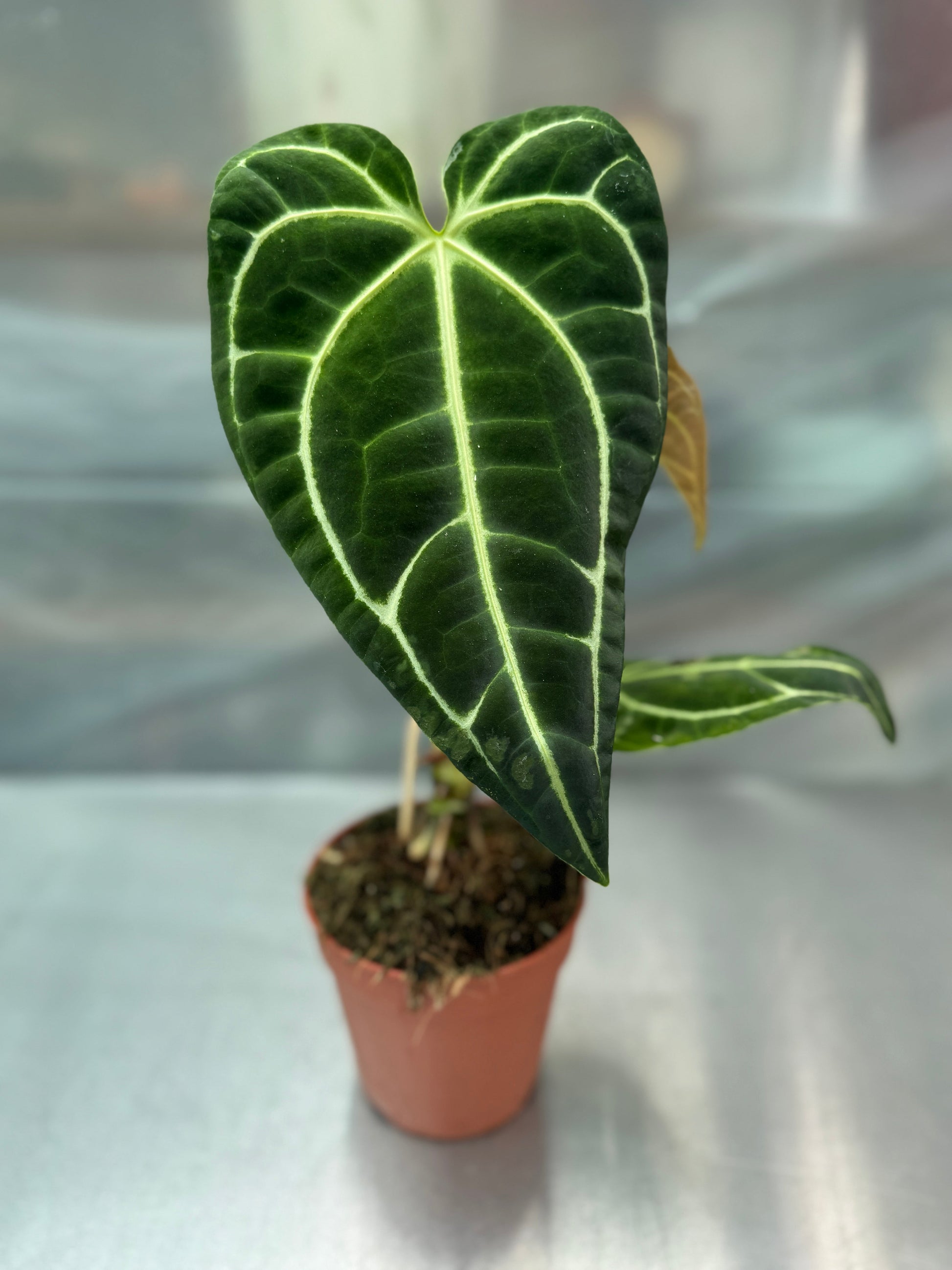 Anthurium regale potted houseplant with large velvety dark green heart-shaped leaf and bold white veins, ideal for indoor tropical decor.