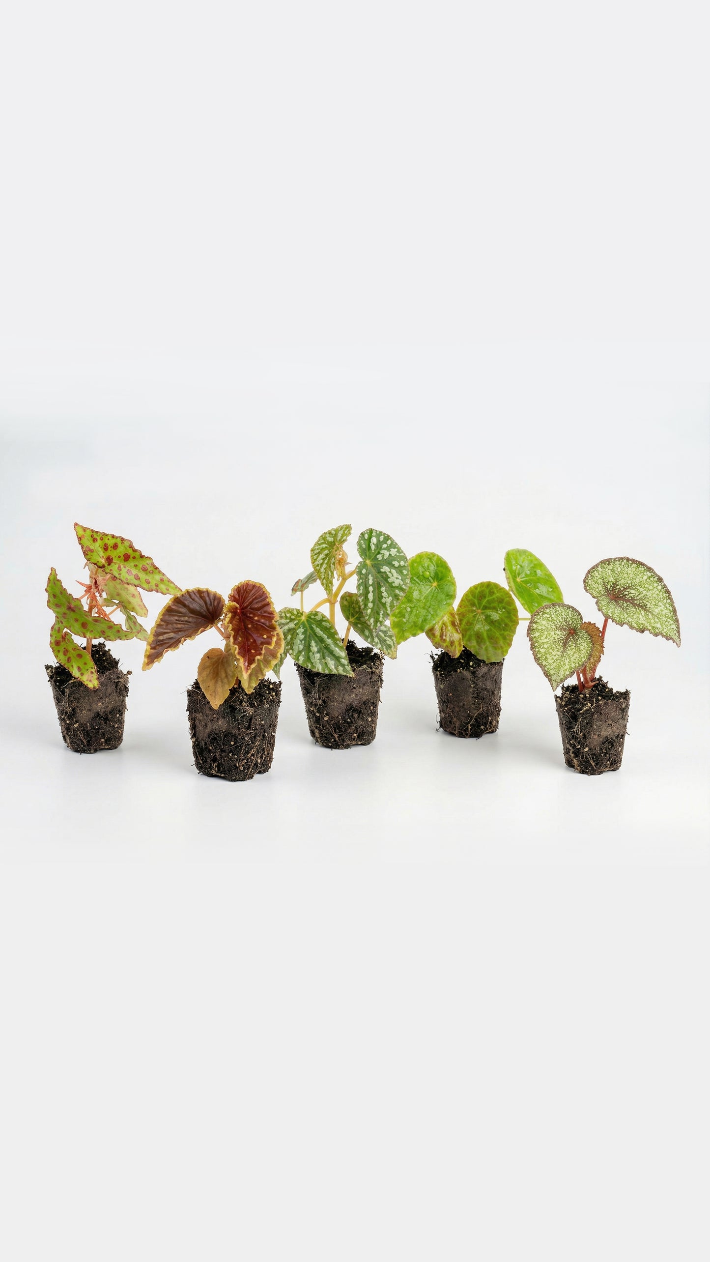 Begonia Collector's Box: Ultimate Plant Collection