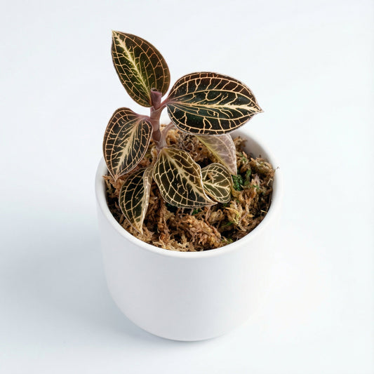 A. Roxburghii Gold Heart