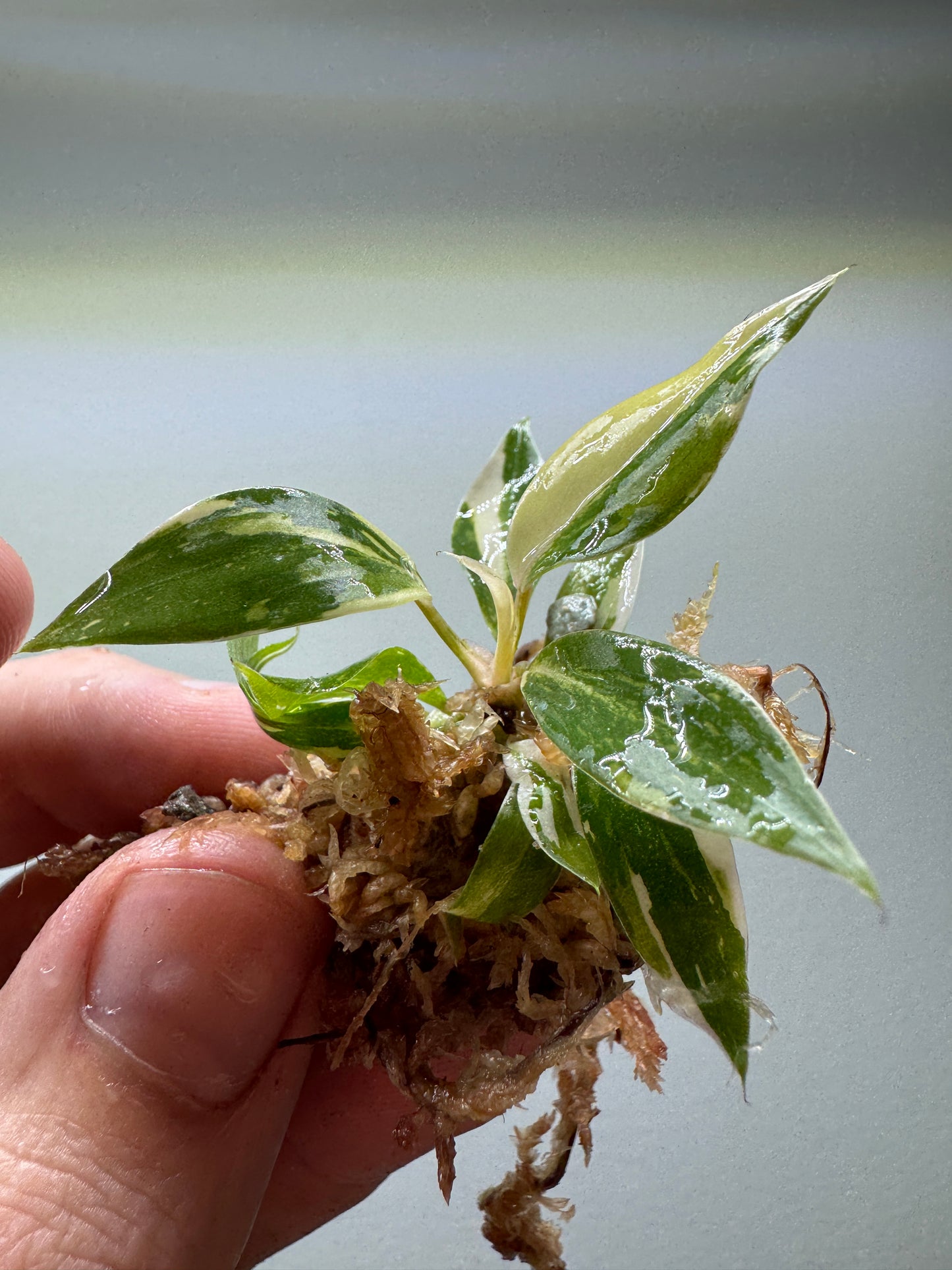 1x Baby Philodendron Gloriosum Tricolor