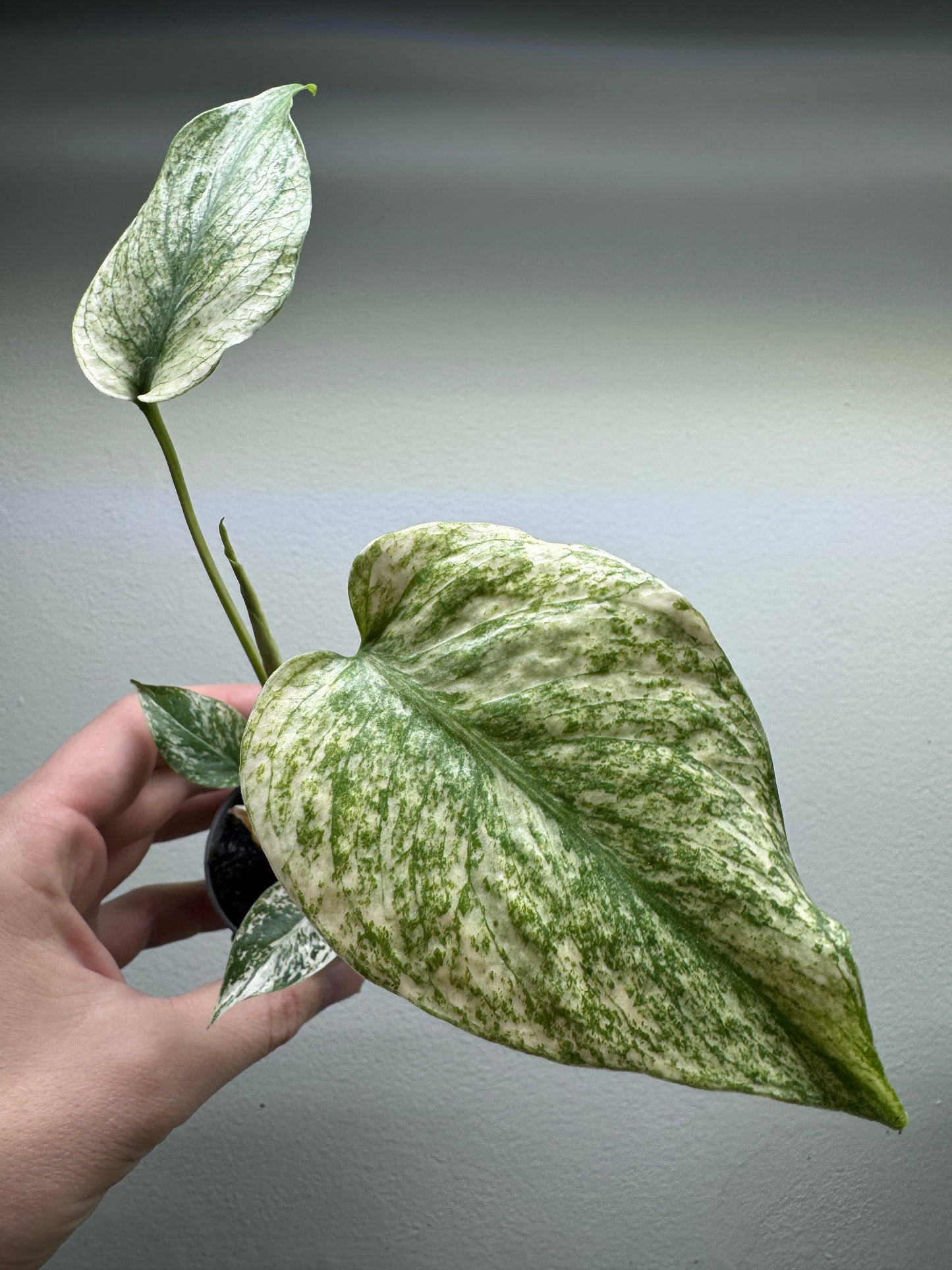 Monstera deliciosa ’MINT’