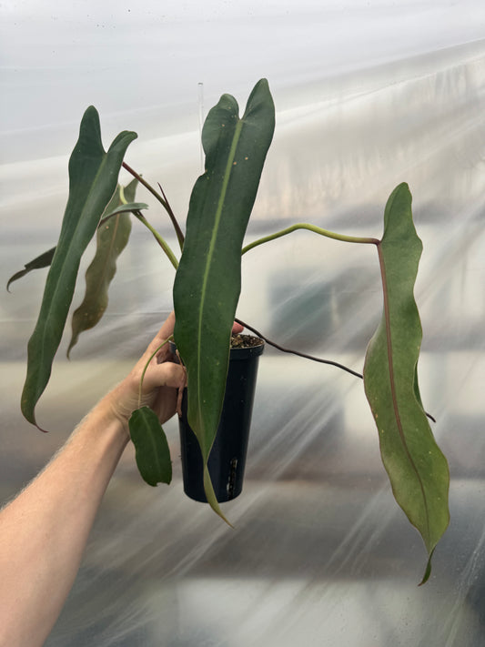 Philodendron Spiritus Sancti