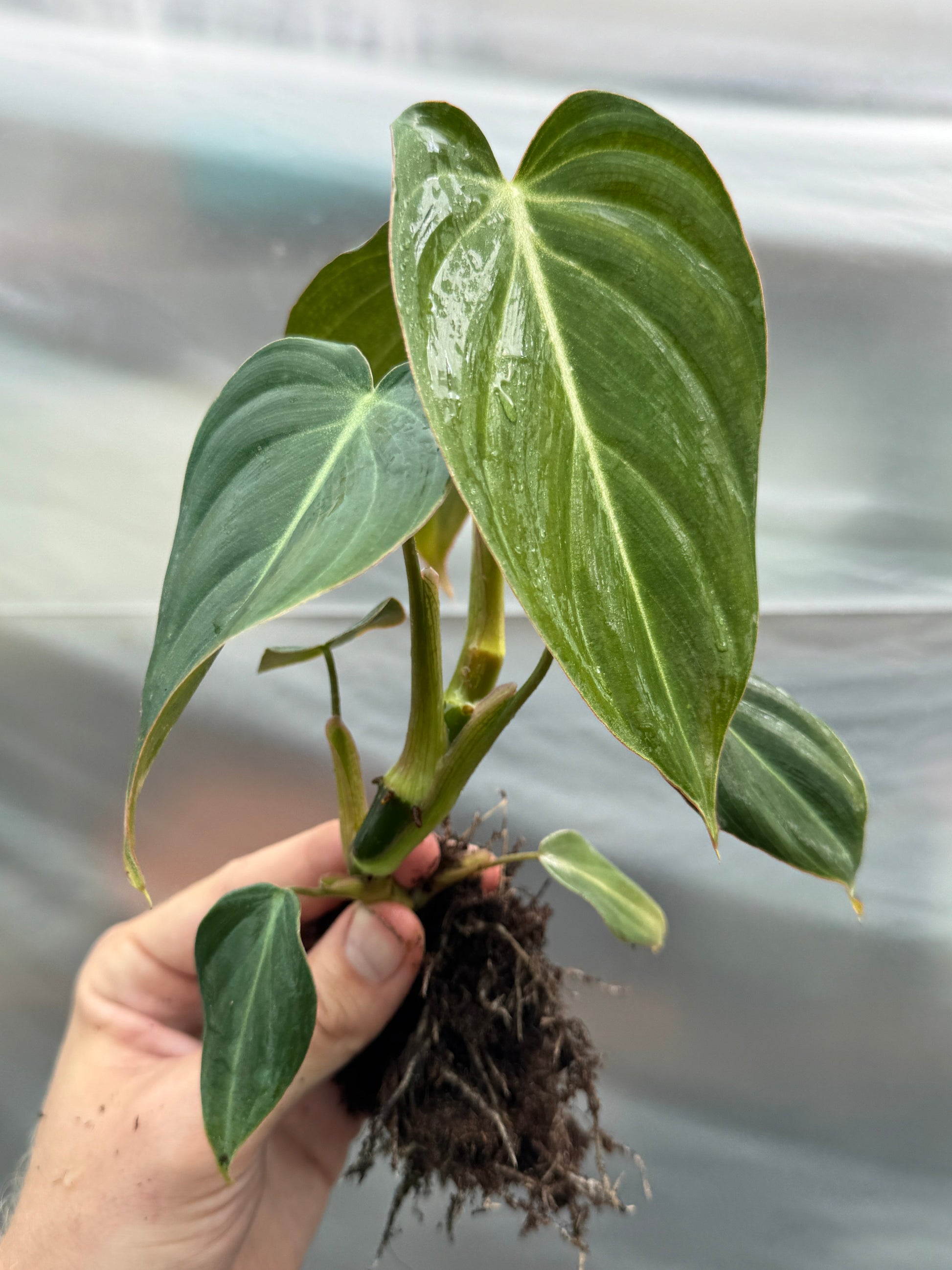 Philodendron ’Glorius’ potted houseplant with velvety, heart-shaped green leaves and white veining, ideal for indoor tropical decor.