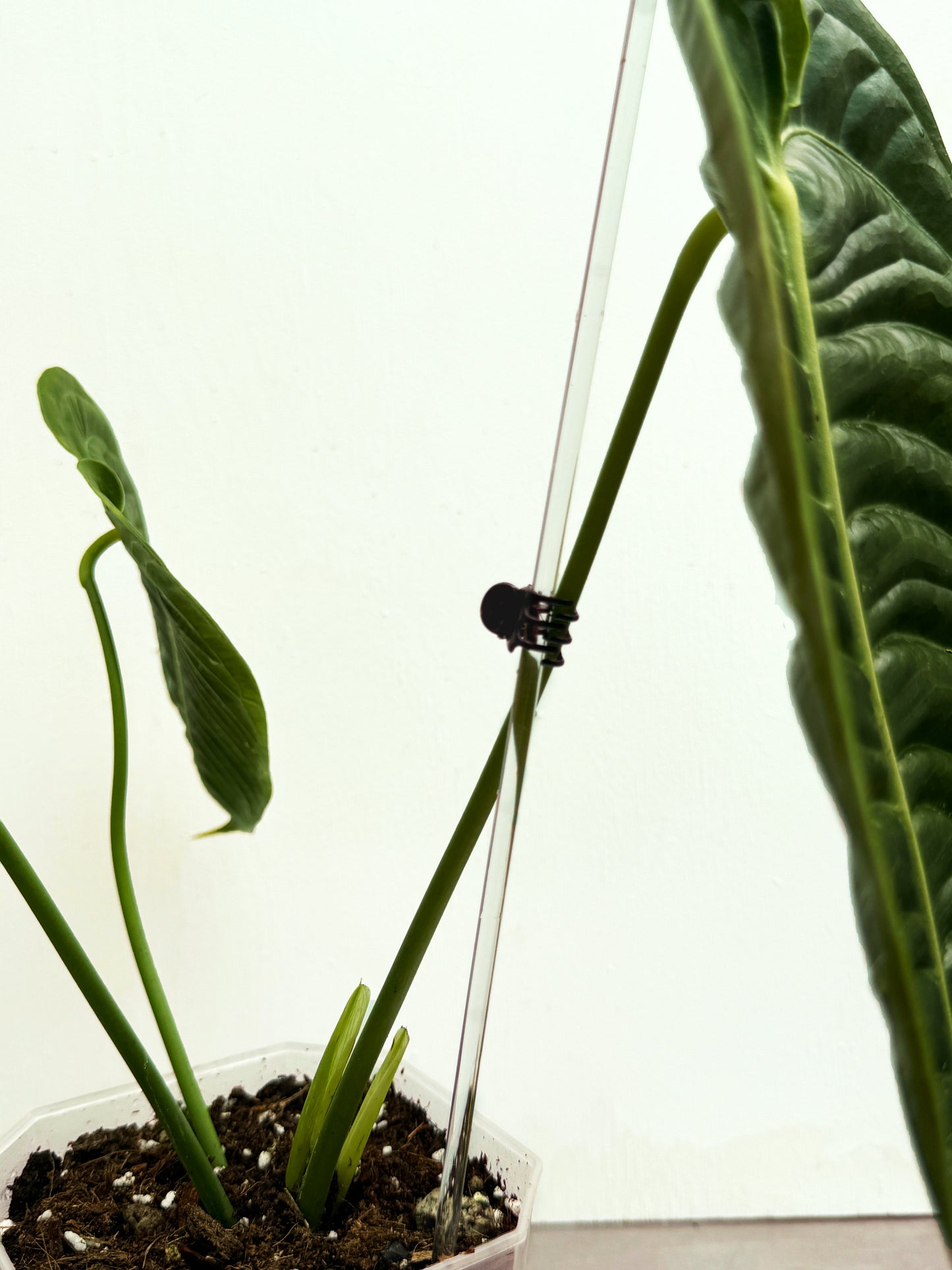 5x 50 cm Long Transparent Acrylic Plant Support