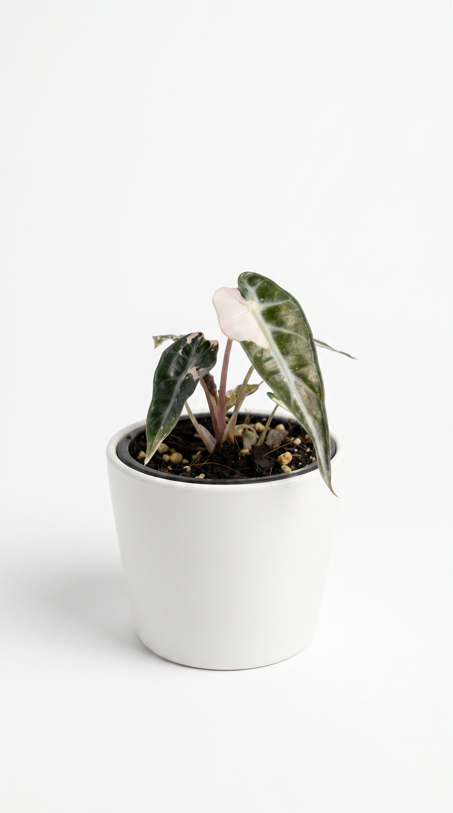 Alocasia bambino variegata - Preorder | Rare Aroid - Plant Care   Plantthatplant