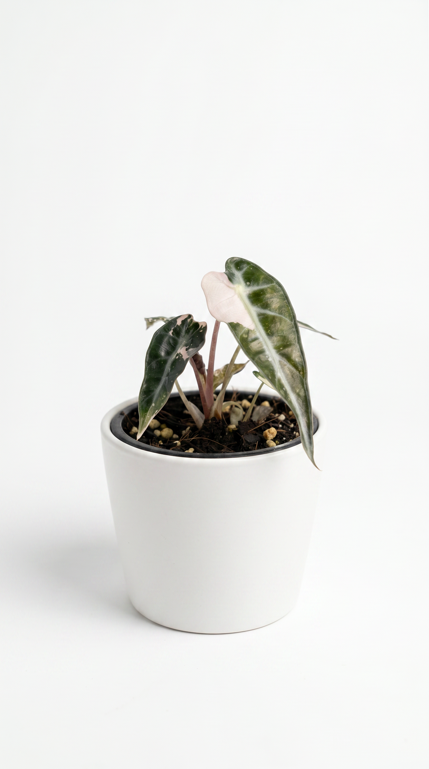 Alocasia bambino variegata