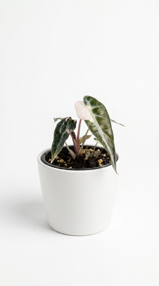 Alocasia bambino variegata