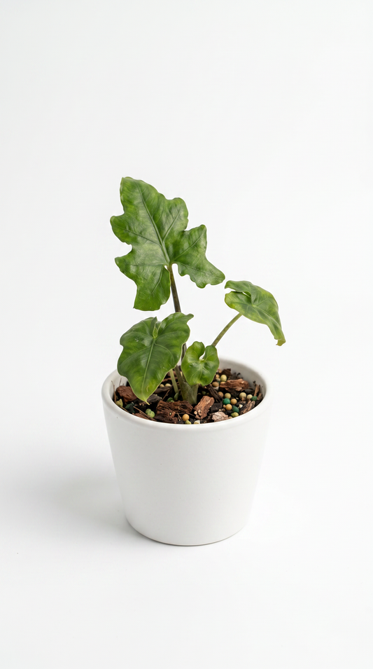 Alocasia Brancifolia
