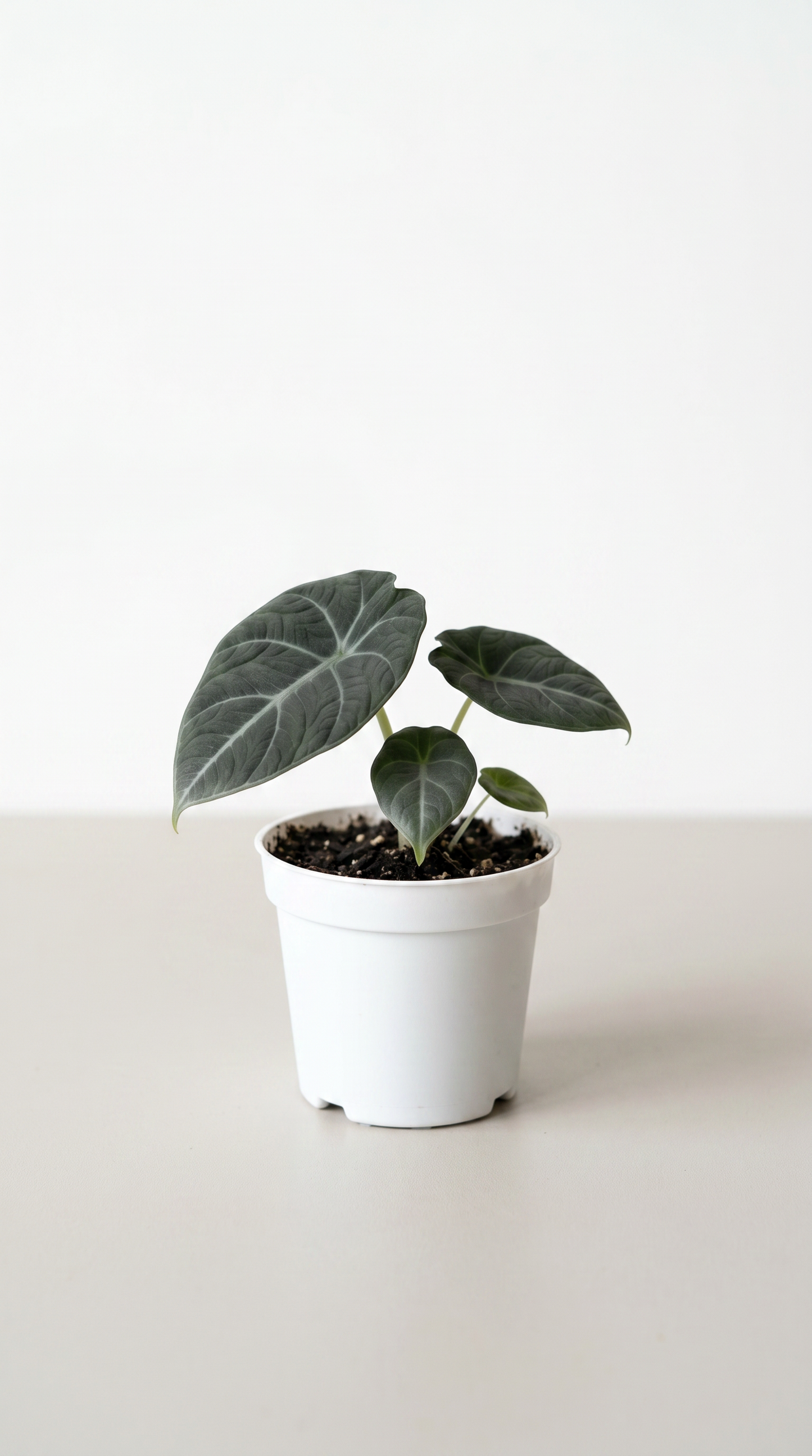 Alocasia maharani