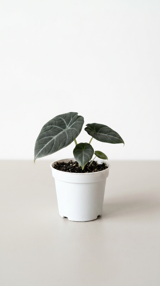 Alocasia maharani