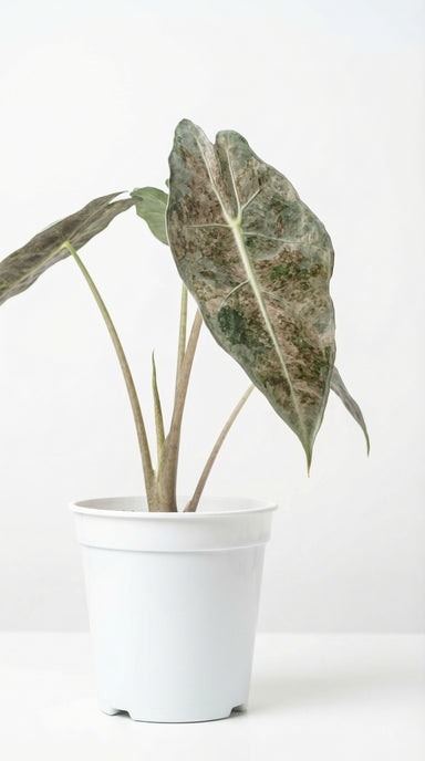 Alocasia Black Satun Pink Stardust - Rare Alocasia Black Satun