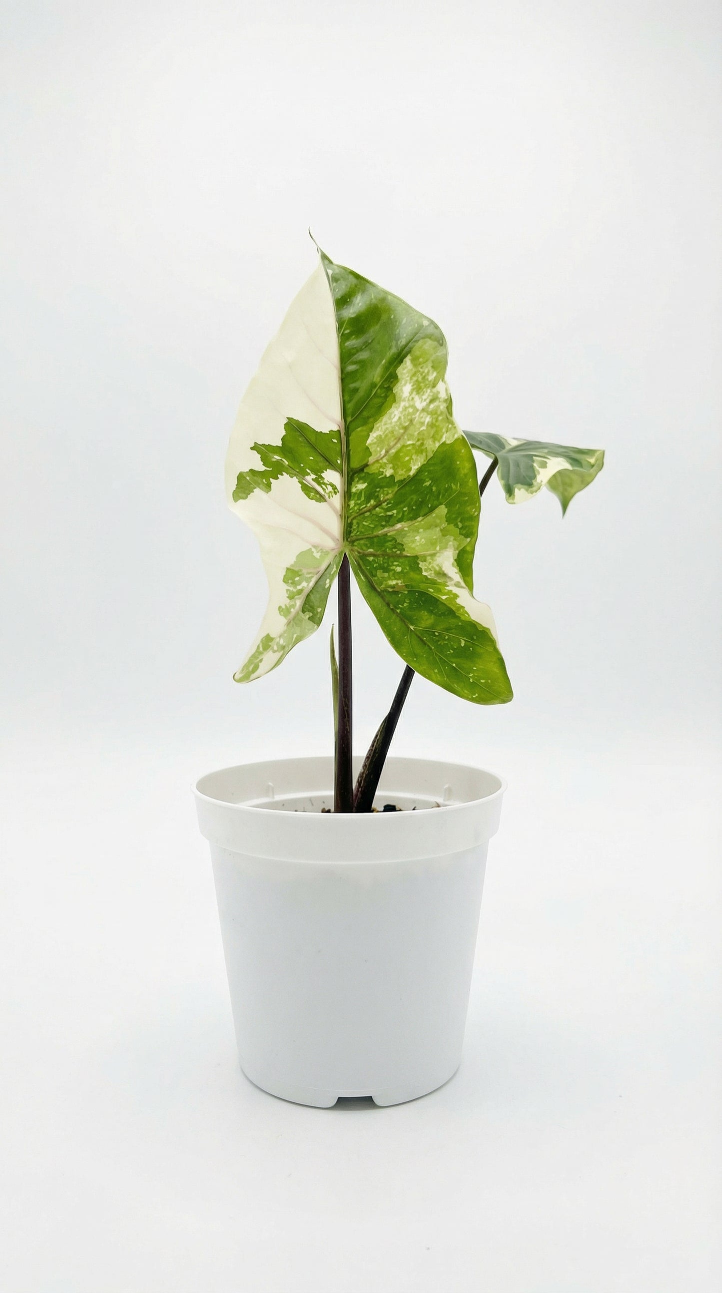 Alocasia Black Stem Variegata - Preorder