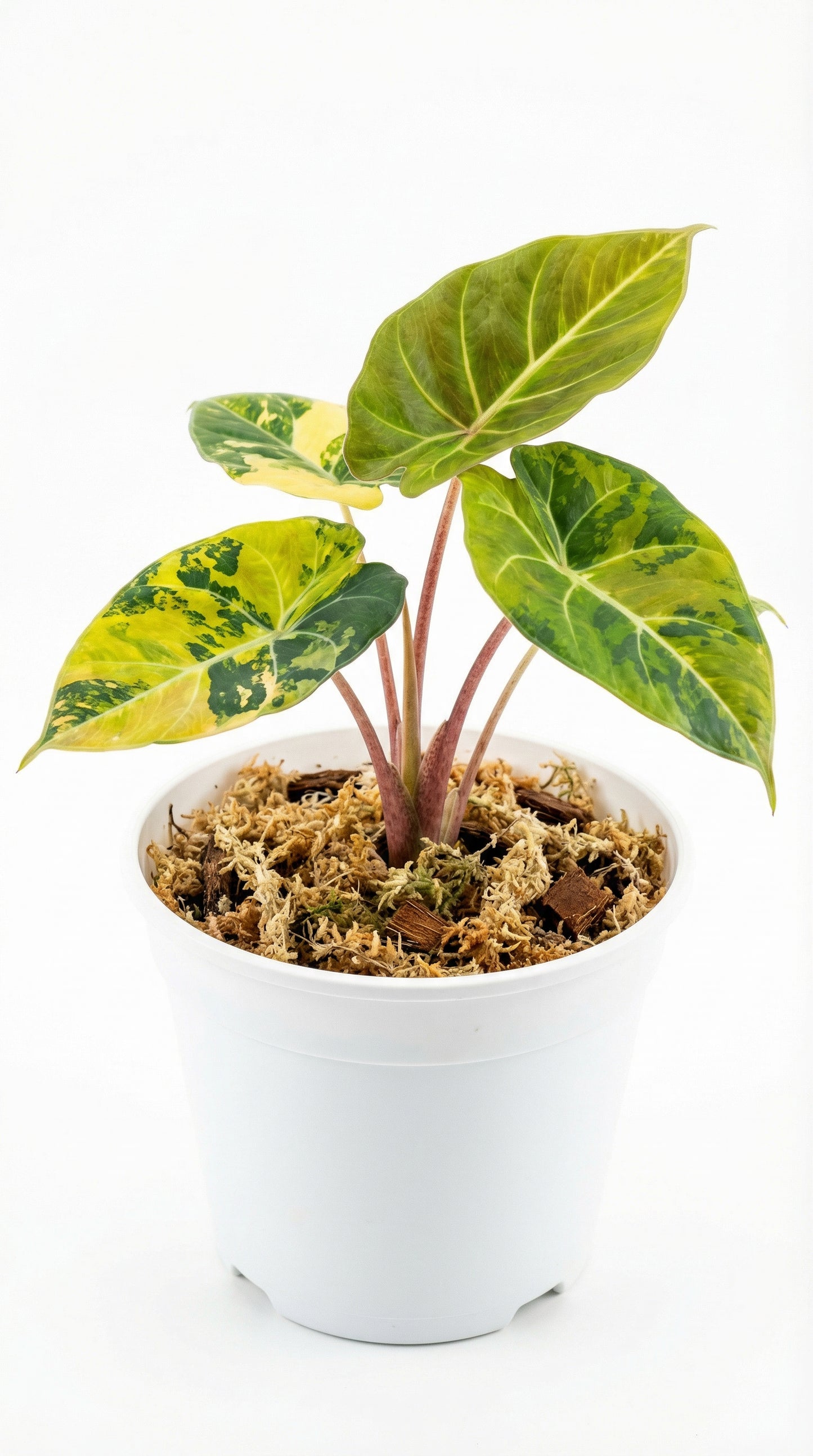 Alocasia Black Velvet Aurea Gold - Preorder