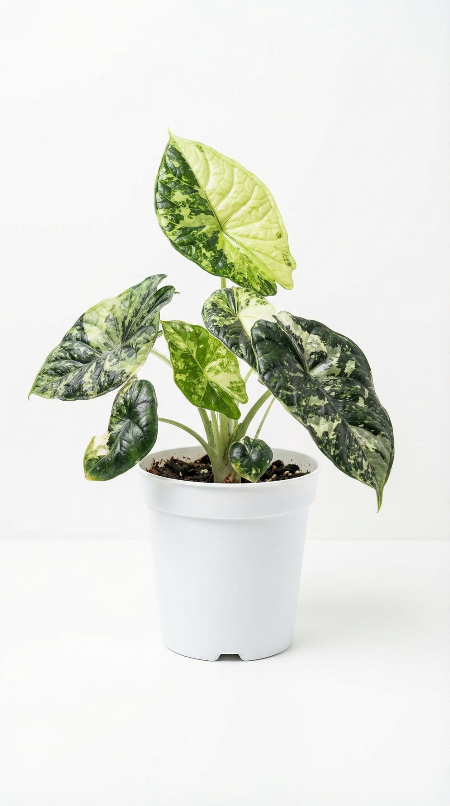 Alocasia Dragon Scale Variegata Creamy - Preorder