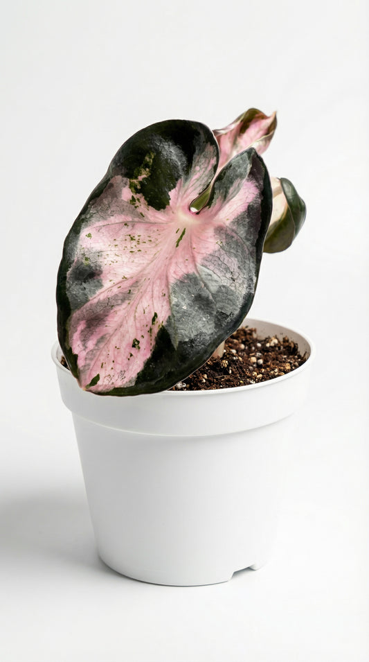 Alocasia Heart Balloon Variegata  - Preorder