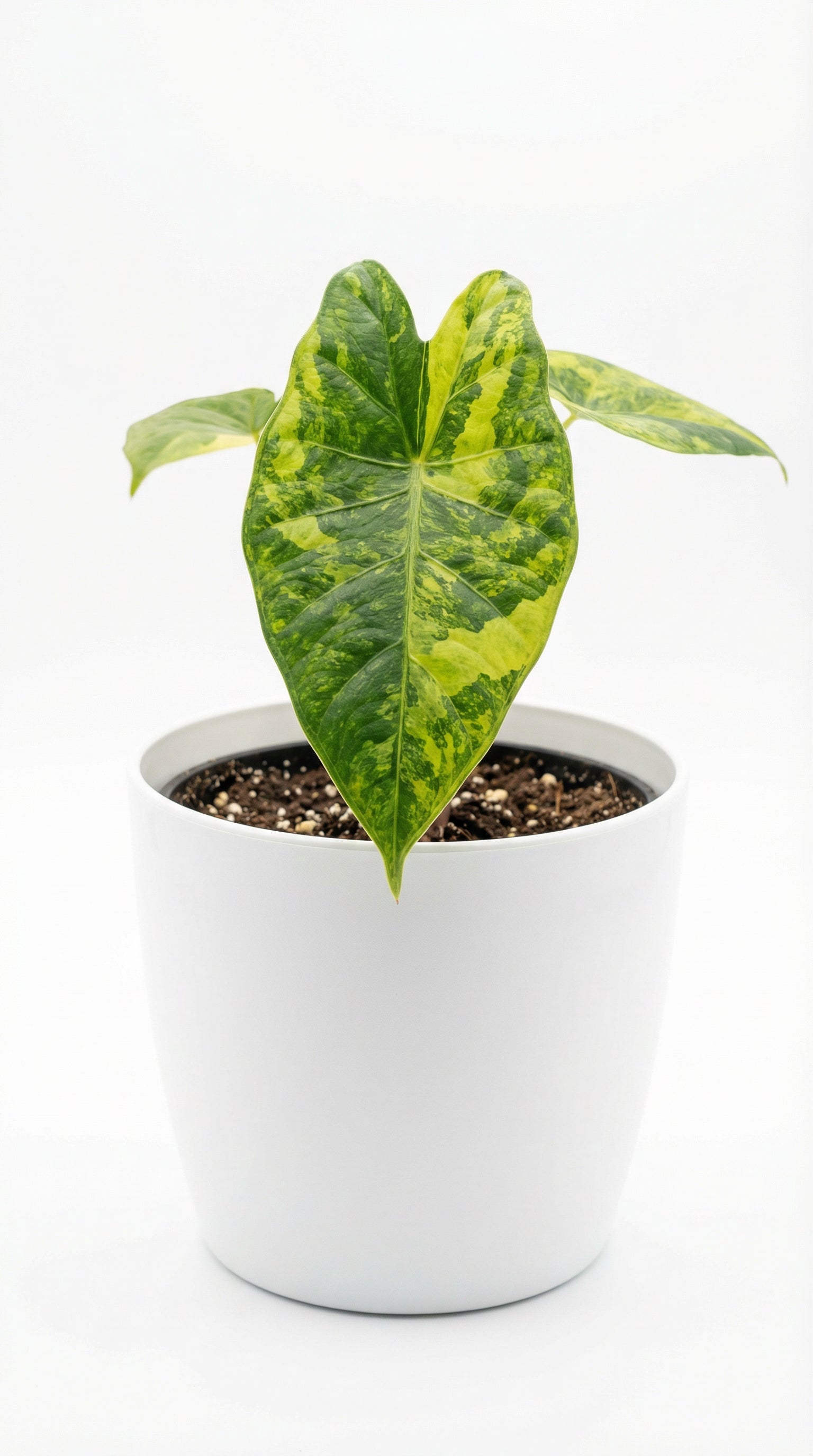 alocasia zebrina aurea Alocasia Metallic Blue Aurea - plant care