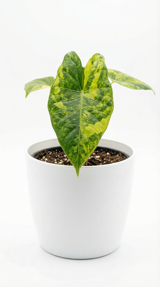 Alocasia Metallic Blue Aurea - Preorder