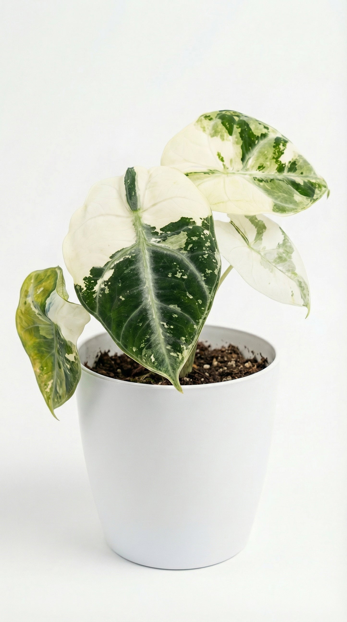 Alocasia Ninja Albo  - Preorder