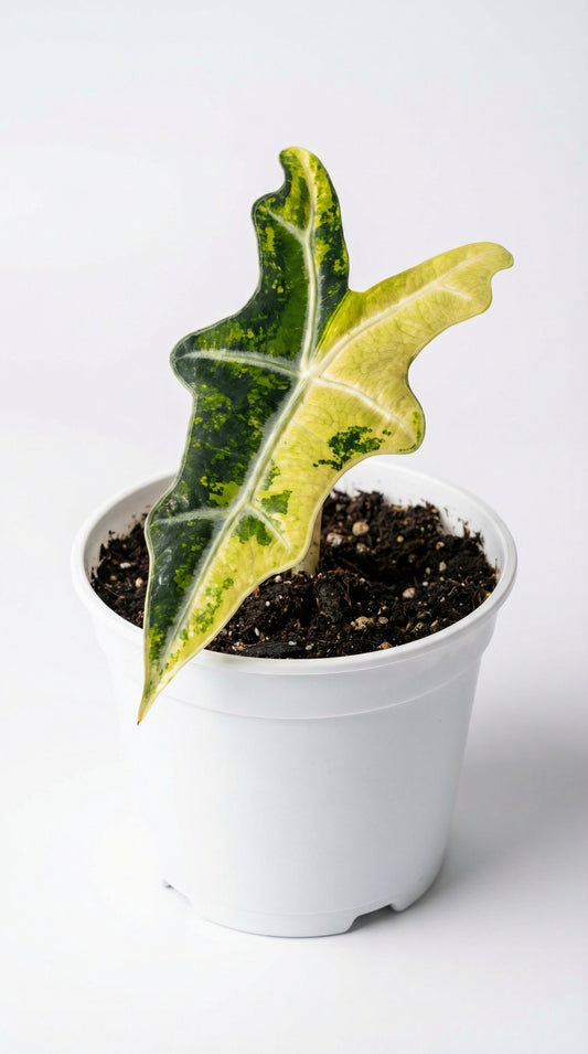 Alocasia nobilis Aurea - Preorder