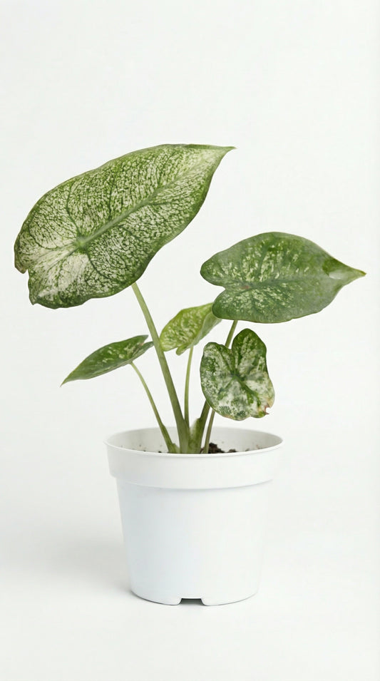 Alocasia Pink Dragon Stardust - Preorder