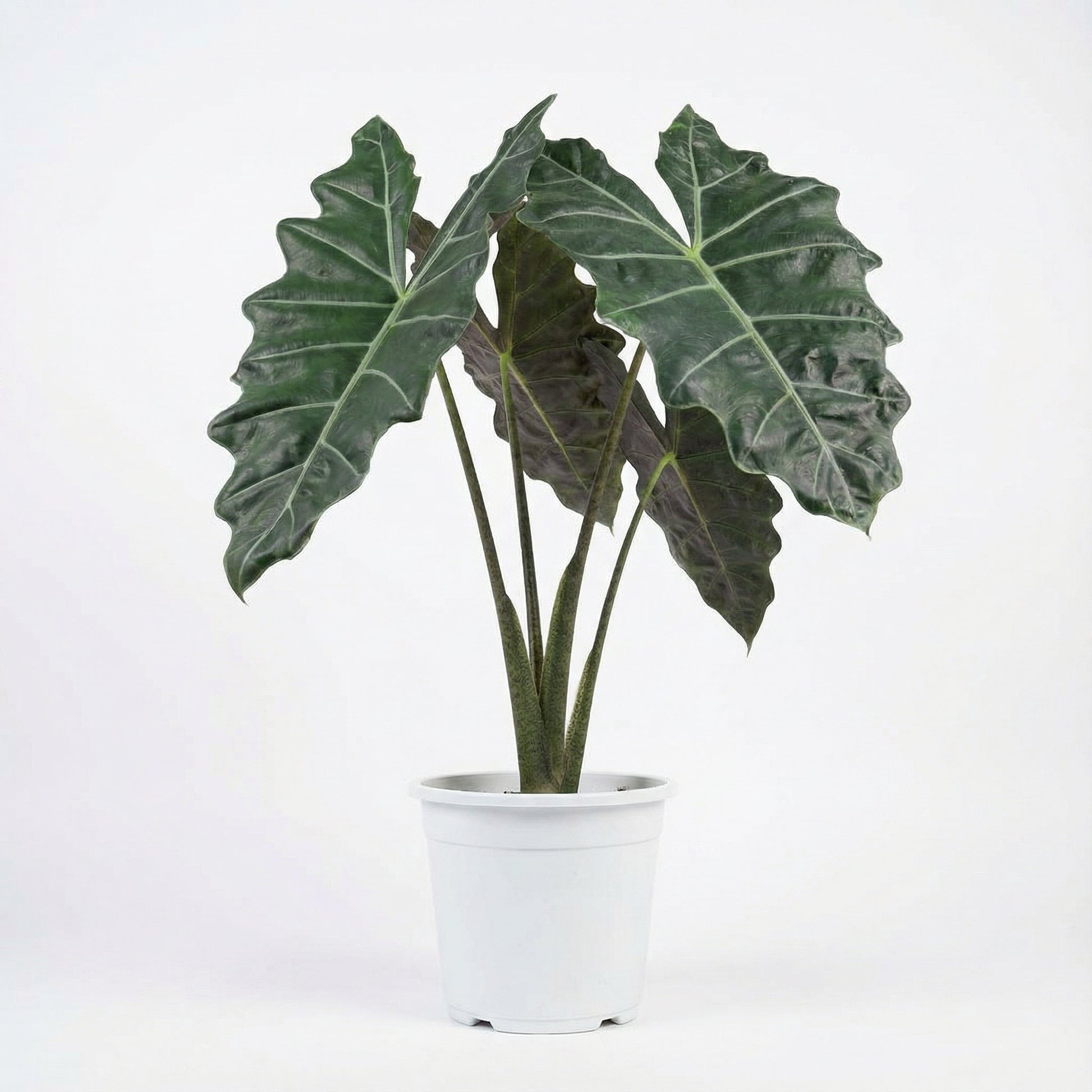 Alocasia Pseudo Sanderiana