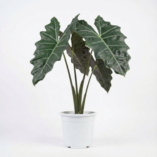 Alocasia Pseudo Sanderiana