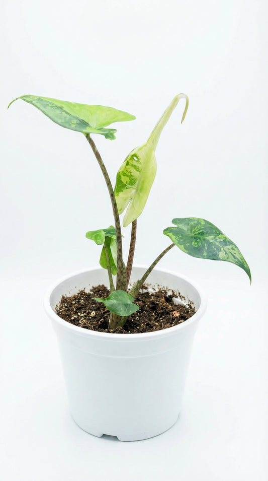 Alocasia Stingray Aurea - Preorder