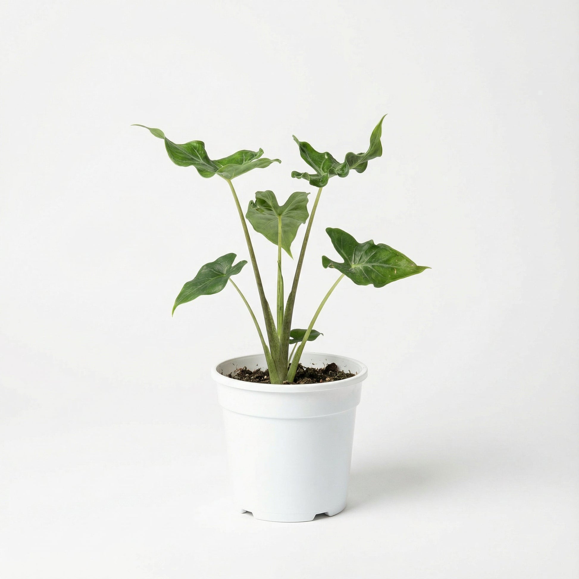 Alocasia Teletubbies2