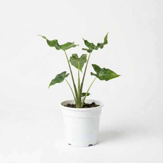 Alocasia Teletubbies2