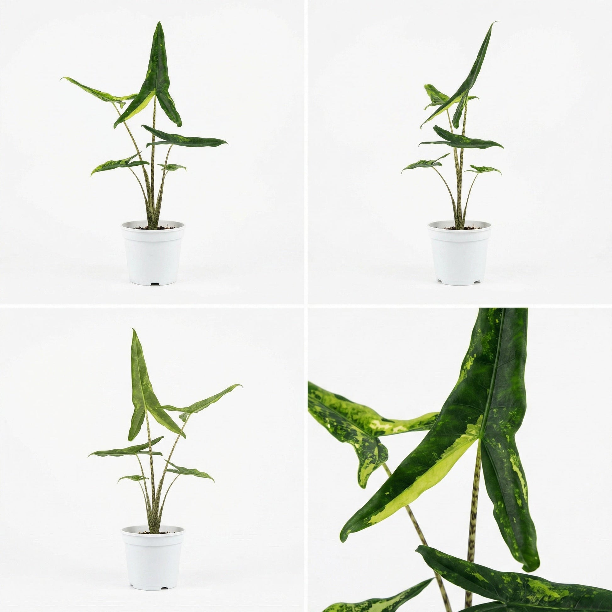 Alocasia Tigrina Superba Variegata