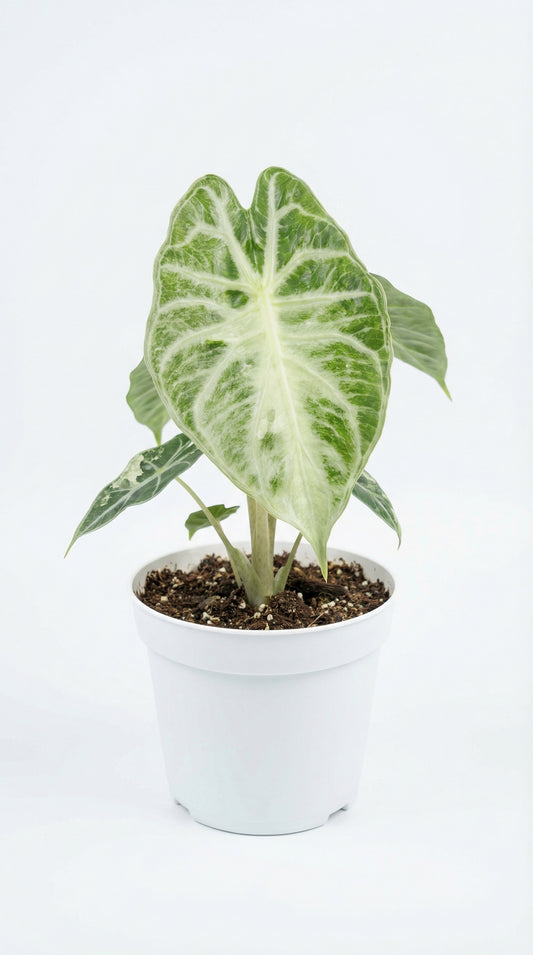 Alocasia Venom - Preorder