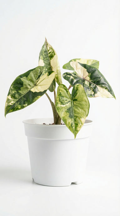Alocasia Yucatan Princess Variegata - Rare Aroid Preorder