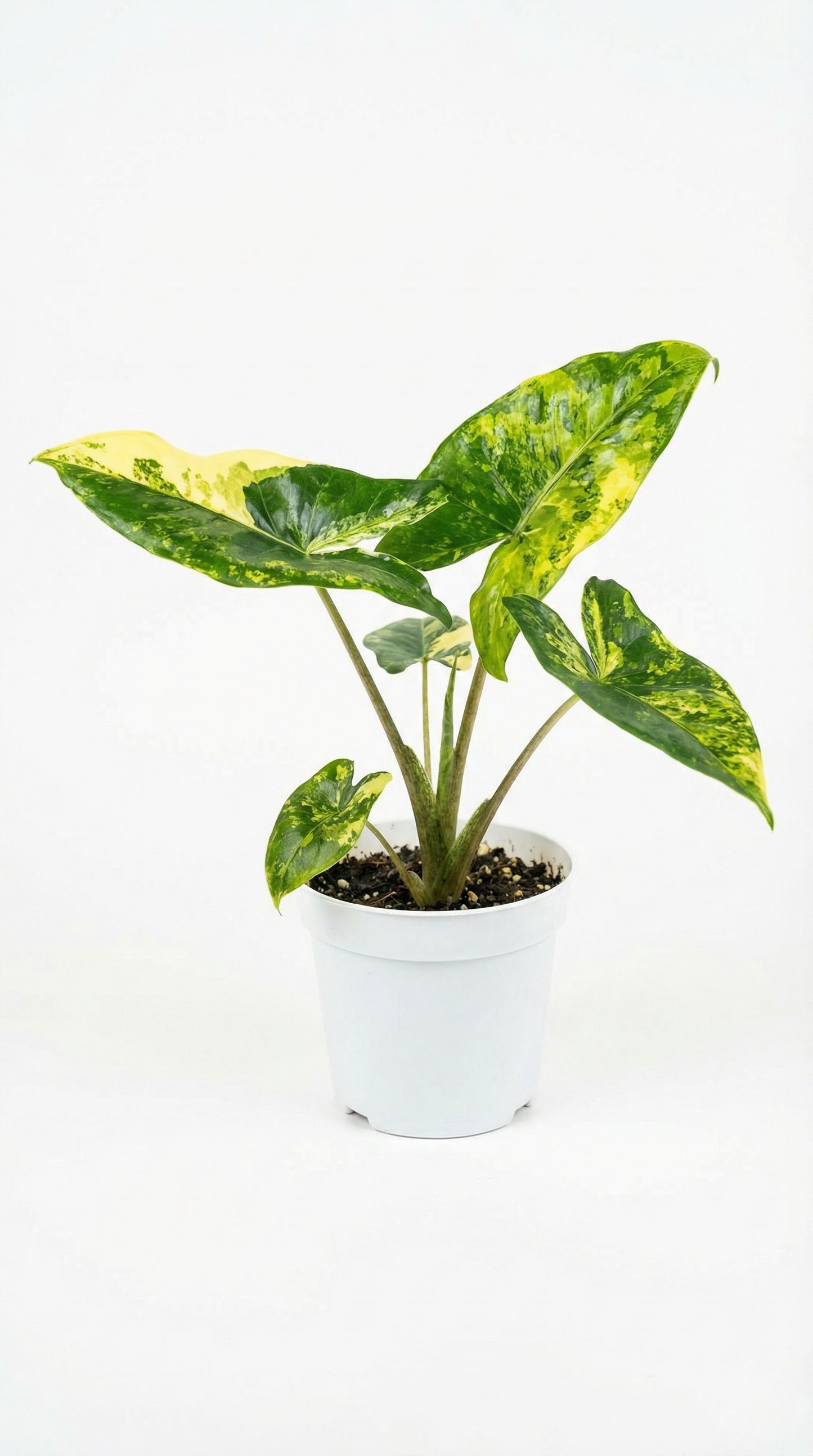 Alocasia Zebrina Thomas Variegata - Preorder