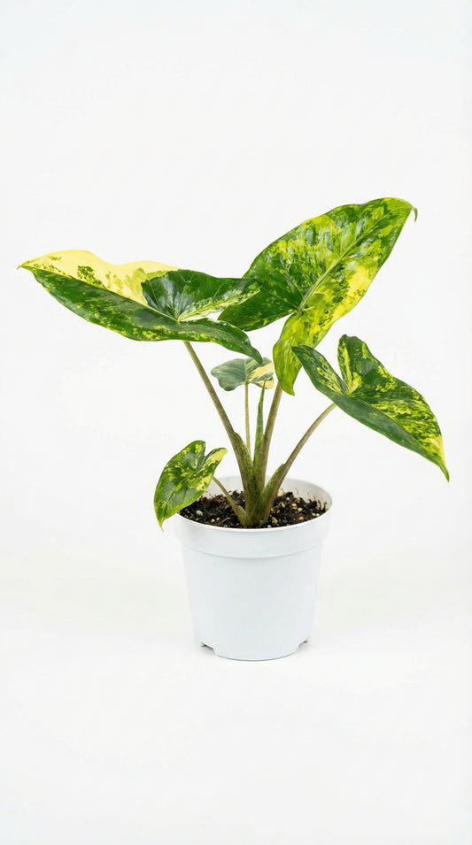 Alocasia Zebrina Thomas Variegata - Preorder