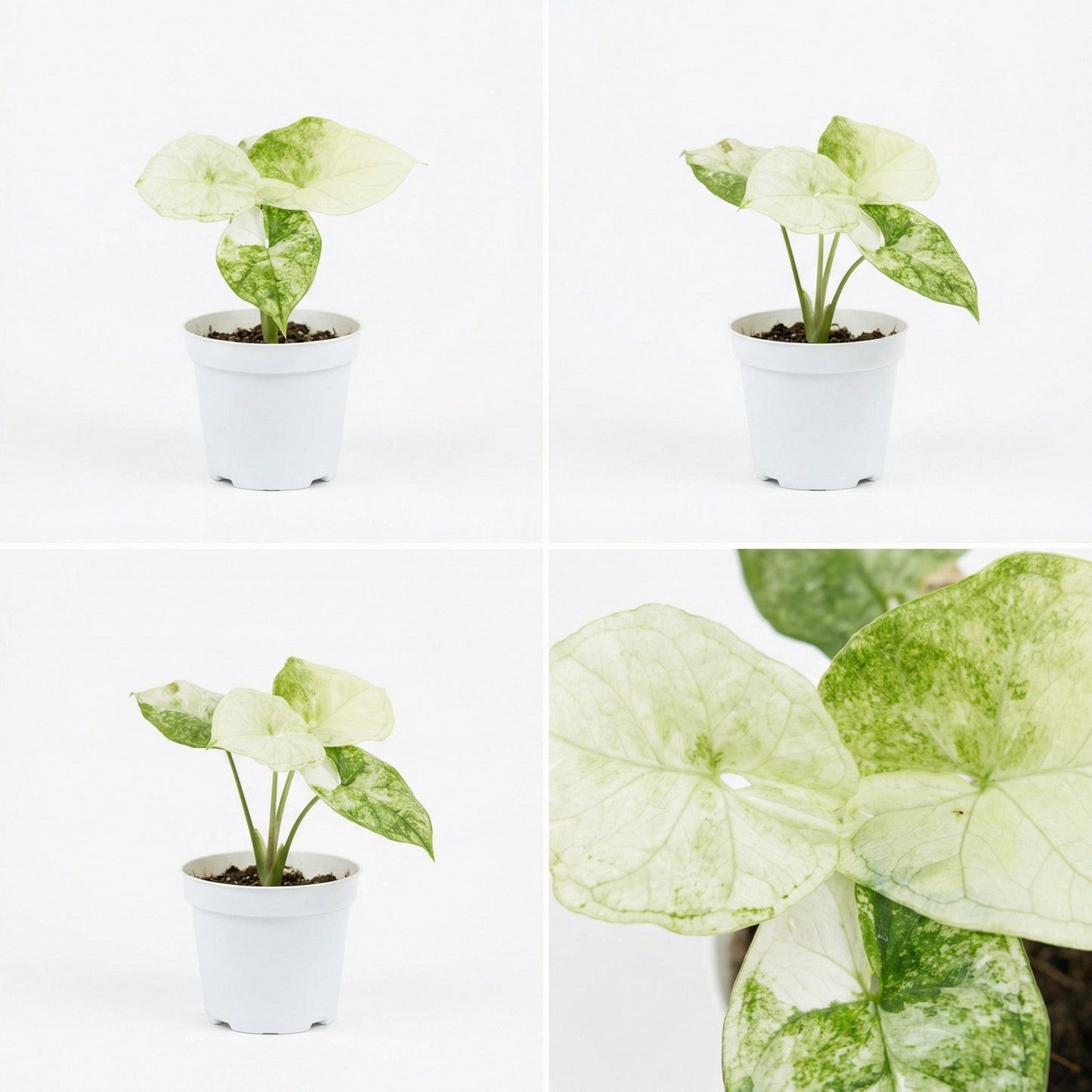 Alocasia Aegis Variegata