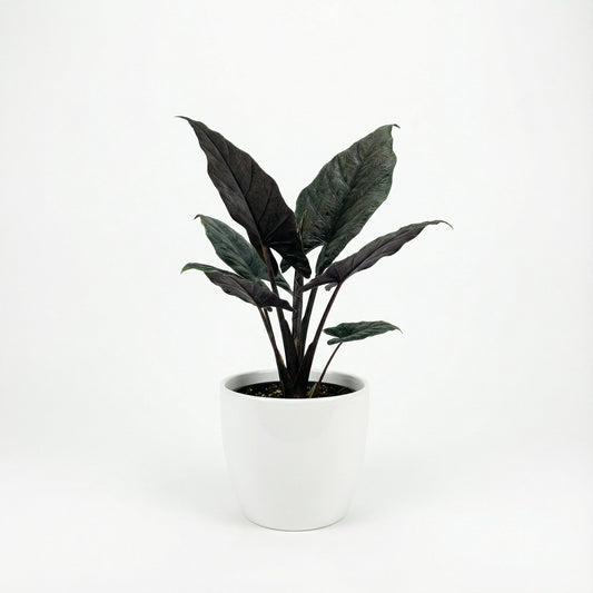 Alocasia Antoro Velvet
