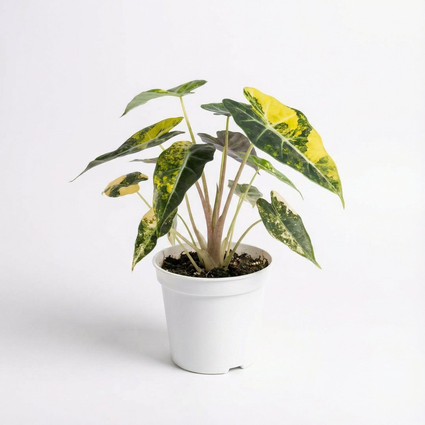 Alocasia Bambino Aurea - Preorder