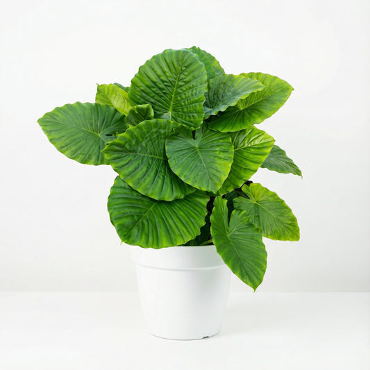 Alocasia California